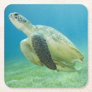 Dessous-de-verre Carré En Papier Tortue