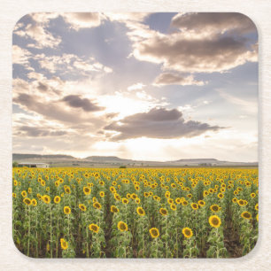 Dessous-de-verre Carré En Papier Tournesols au coucher du soleil