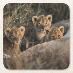 Dessous-de-verre Carré En Papier Trio de bébés Lions âgés de six semaines assis