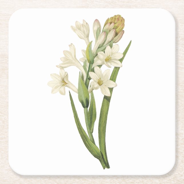Dessous-de-verre Carré En Papier tuberose(Tuberosa sp.) par Redouté (Devant)