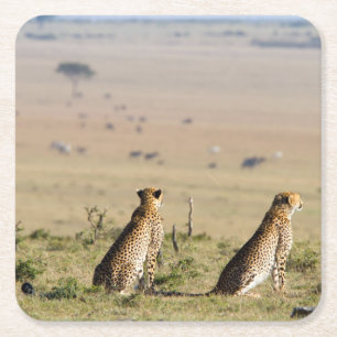 Dessous-de-verre Carré En Papier Two cheetahs on the look out