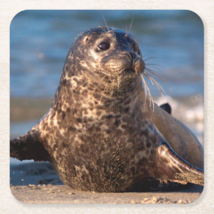 Dessous-de-verre Carré En Papier Un bébé phoque venant à terre chez la piscine d