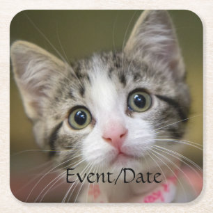 Dessous-de-verre Carré En Papier Un mignon chaton aux yeux verts