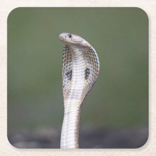 Dessous-de-verre Carré En Papier Un Vénombe Serpent De Cobra