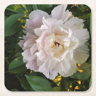 Dessous-de-verre Carré En Papier Une délicate pivoine blanche