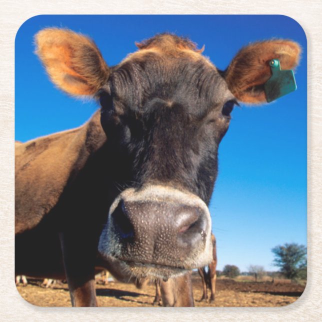 Dessous-de-verre Carré En Papier Une vache du Jersey étant curieuse (Devant)