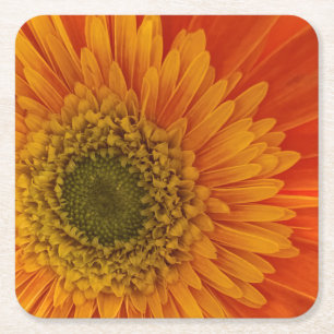 Dessous-de-verre Carré En Papier Vibrant Orange Gerbera Daisy