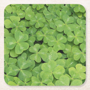 Dessous-de-verre Carré En Papier Vue d'Oxalis Oregana feuillage d'oseille de bois