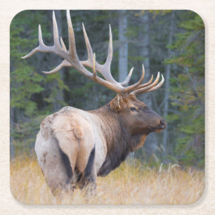 Dessous-de-verre Carré En Papier Wapiti mâle des Montagnes Rocheuses