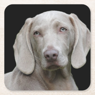 Dessous-de-verre Carré En Papier Weimaraner Silver Grey