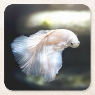 Dessous-de-verre Carré En Papier White siamese Fighting Fish