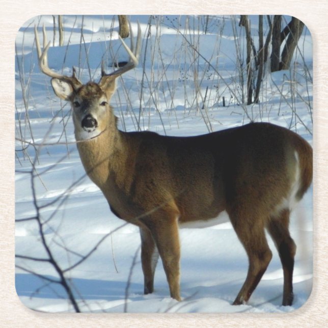 Dessous-de-verre Carré En Papier Whitetail Buck Winter (Devant)