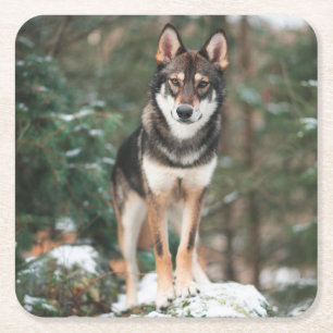 Dessous-de-verre Carré En Papier Wolfdog