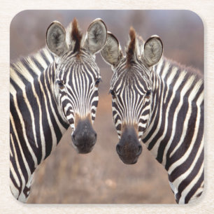 Dessous-de-verre Carré En Papier Zèbres de la plaine, Parc national de Kruger
