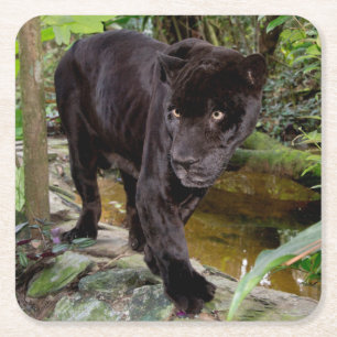 Dessous-de-verre Carré En Papier Zoo de la ville de Belize. Panthère noire