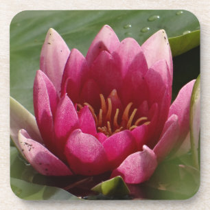 Dessous-de-verre Carré nénuphar rose