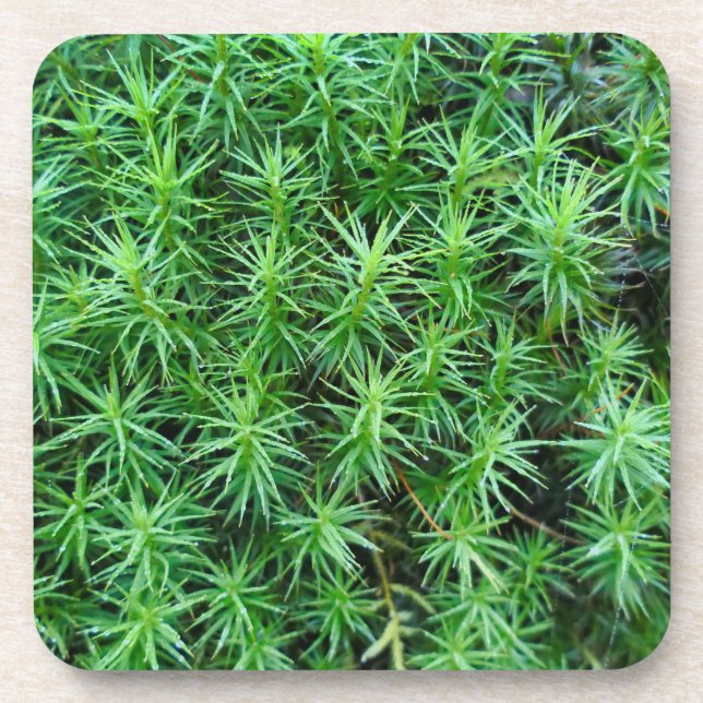 Dessous-de-verre Casquette de cheveux Juniper Moss (Devant)