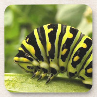 Caterpillar noire