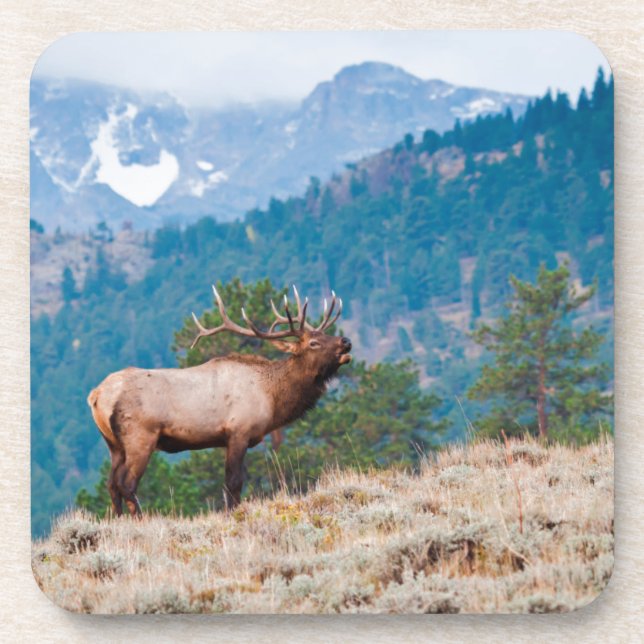 Dessous-de-verre Cerf (Cervus Elephus) mâle bramant (Devant)