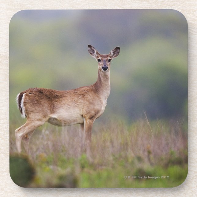 Dessous-de-verre Cerfs communs Blanc-Coupés la queue (Devant)