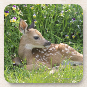 Dessous-de-verre cerfs communs Blanc-coupés la queue (virginianus