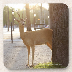Dessous-de-verre Cerfs communs dans la ville