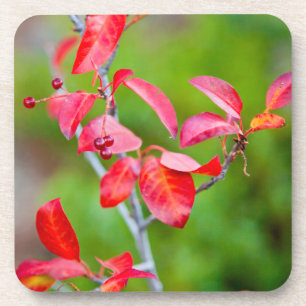 Dessous-de-verre Cerisier de Virginie (Prunus Virginiana) en automn