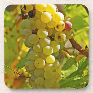 Dessous-de-verre Certains Chasselas dans le vignoble - plantés il y
