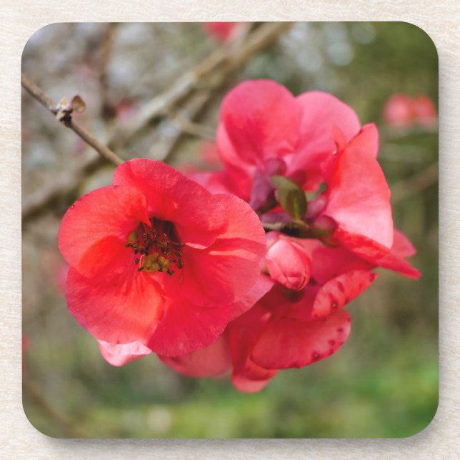 Dessous-de-verre Chaenomeles speciosa (Devant)