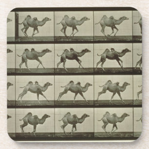 Dessous-de-verre Chameau, plat "de la locomotion animale", 1887