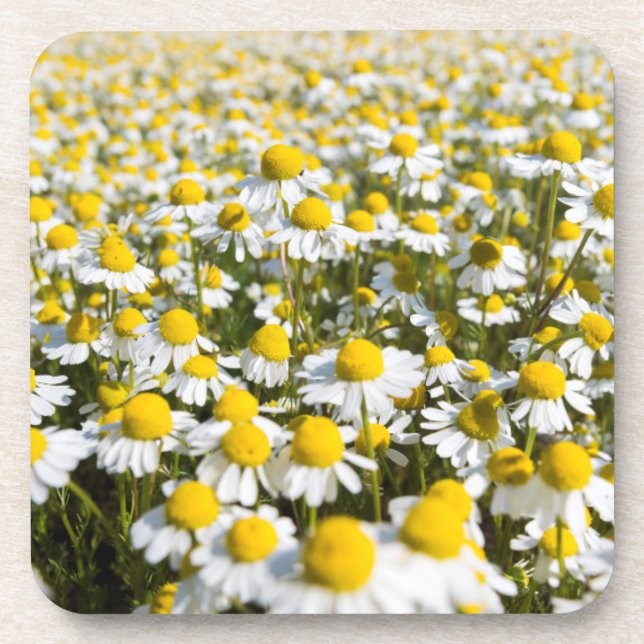 Dessous-de-verre Champ chamomile, Hongrie (Devant)