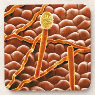 Dessous-de-verre Champignon de rouille pulvérulente sur la