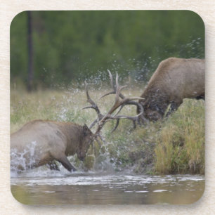 Dessous-de-verre Championnats d'Elk, Yellowstone NP, Wyoming