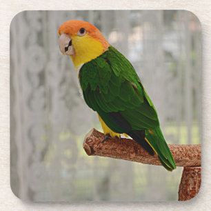 Dessous-de-verre Chanter Caique Parrot à ventre blanc