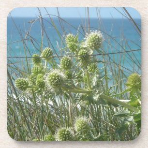 Dessous-de-verre chardons