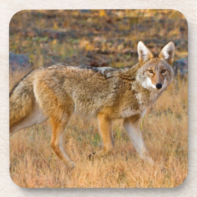 Dessous-de-verre Chasse au Coyote (Canis Latrans) (Devant)