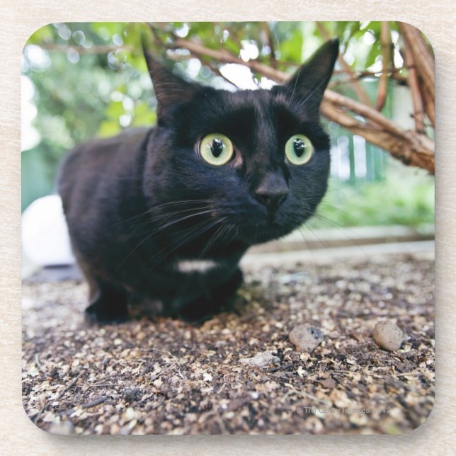 Dessous-de-verre chat alerté se cachant sous le buisson (Devant)