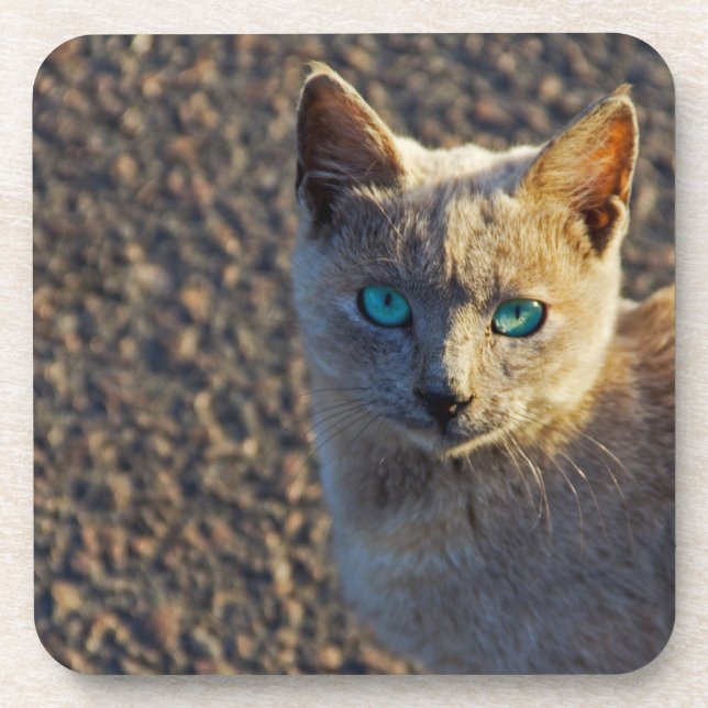 Dessous-de-verre Chat aux yeux bleus (Devant)