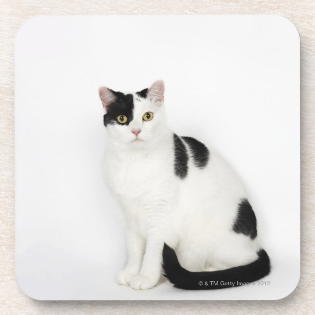 Dessous-de-verre Chat blanc avec les taches noires (Devant)