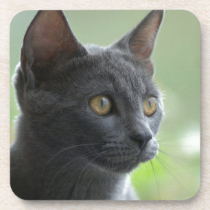 Dessous-de-verre Chat bleu russe