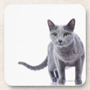 Dessous-de-verre Chat bleu russe