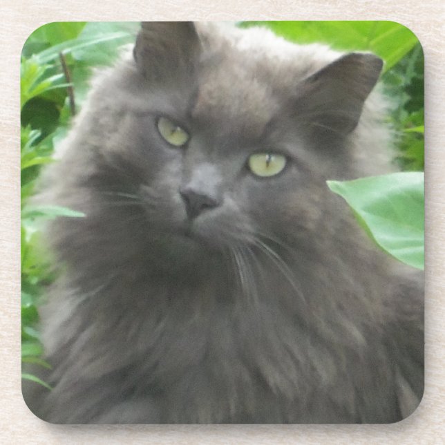 Dessous-de-verre Chat bleu russe gris-long (Devant)