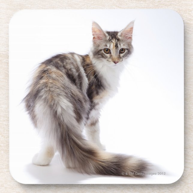 Dessous-de-verre Chat de ragondin du Maine (Devant)