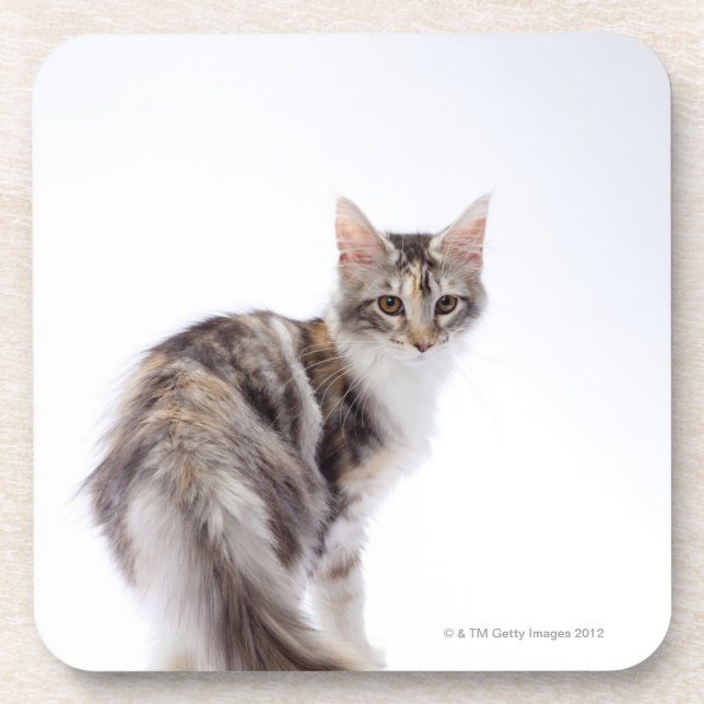 Dessous-de-verre Chat de ragondin du Maine (Devant)