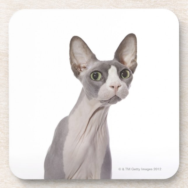 Dessous-de-verre Chat de Sphynx avec l'expression étonnée (Devant)
