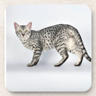 Dessous-de-verre Chat Mau Égyptien Rare