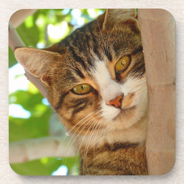 Dessous-de-verre Chat mignon grimpant à un arbre (Devant)