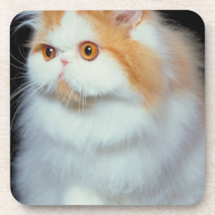 Dessous-de-verre Chat observé et mignon d'orange