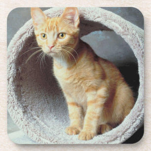 Dessous-de-verre Chat orange dans le jouet