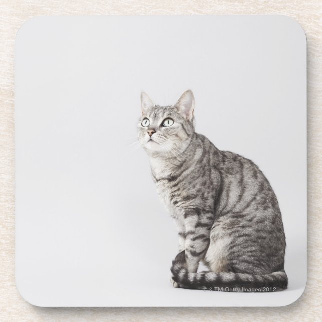 Dessous-de-verre Chat recherchant (Devant)